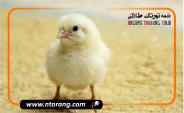 شرکت نعیم جوجه و قیمت جوجه گوشتی برند نعیم